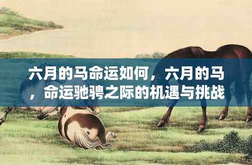 六月的马,命运驰骋之际的机遇与挑战与解析