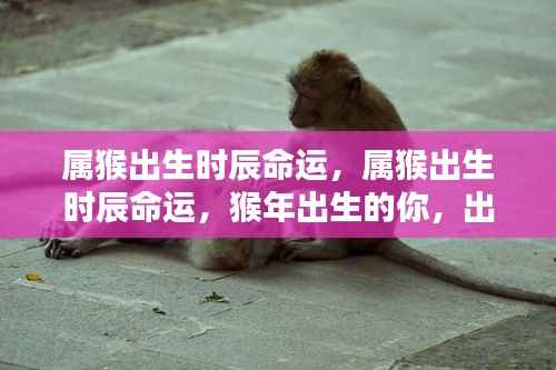 属猴出生时辰命运解析,出生时辰如何决定猴年出生人士的一生运势?