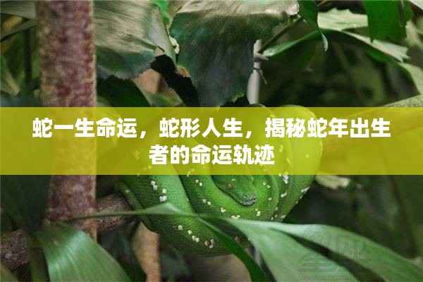 蛇年出生者的命运轨迹揭秘,蛇形人生的起伏与命运解析