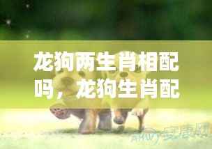 龙狗生肖配对解析,星座运势下的情感契合度探讨