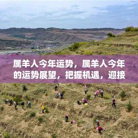 属羊人今年运势展望，把握机遇，迎接挑战