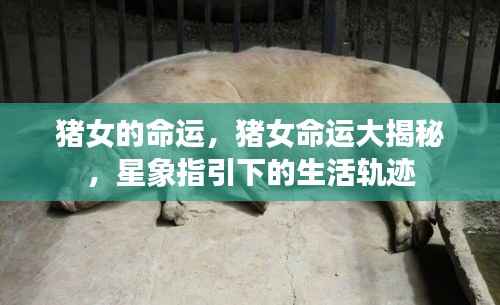 猪女命运探索,星象指引下的生活轨迹