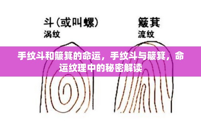 手纹斗与簸箕,命运纹理的奥秘解读