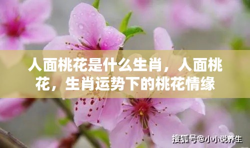 人面桃花下的生肖情缘，桃花情缘与生肖运势揭秘