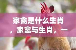 家禽与生肖,星运交织的奇妙探索之旅