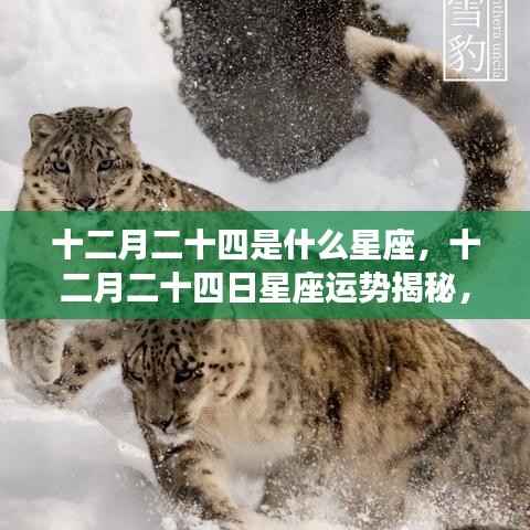 十二月二十四日星座运势揭秘,探寻属于你的星辰轨迹,探寻星座运势高峰
