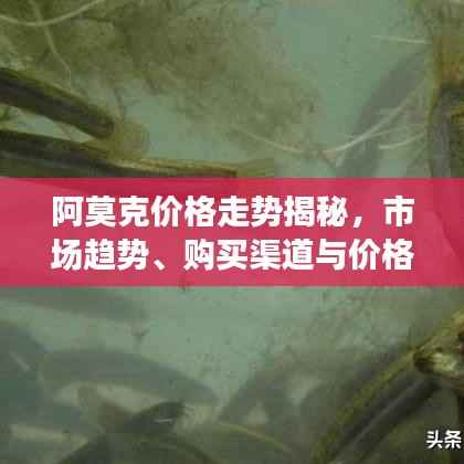 阿莫克价格走势揭秘,市场趋势、购买渠道与价格差异深度解析
