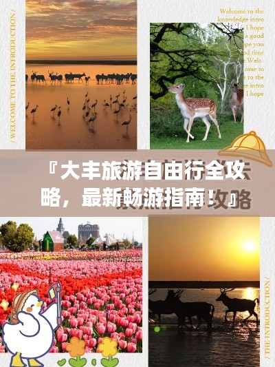 『大丰旅游自由行全攻略,最新畅游指南!』