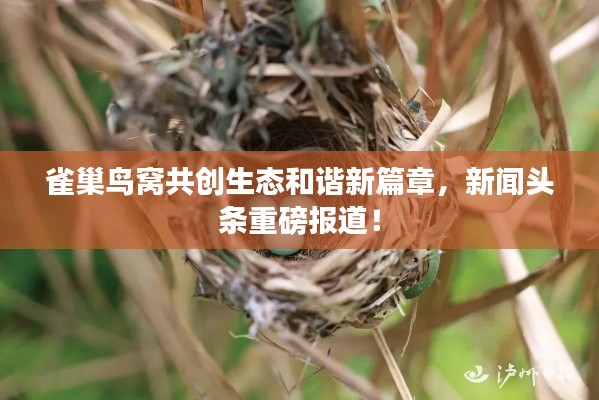 雀巢鸟窝共创生态和谐新篇章,新闻头条重磅报道!